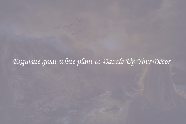 Exquisite great white plant to Dazzle Up Your Décor  